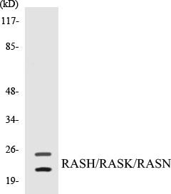 RASH/RASK/RASN Colorimetric Cell-Based ELISA Kit (CBCAB00196)