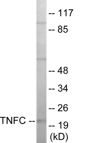 TNFC Colorimetric Cell-Based ELISA (CBCAB00214)
