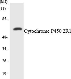 Cytochrome P450 2R1 Colorimetric Cell-Based ELISA (CBCAB00217)