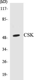 CSK Colorimetric Cell-Based ELISA Kit (CBCAB00291)