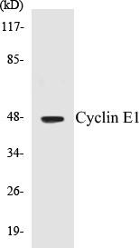 Cyclin E1 Colorimetric Cell-Based ELISA Kit (CBCAB00292)