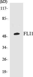 FLI1 Colorimetric Cell-Based ELISA Kit (CBCAB00303)