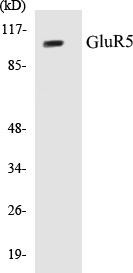GluR5 Colorimetric Cell-Based ELISA Kit (CBCAB00307)