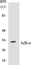 IkappaB-alpha Colorimetric Cell-Based ELISA Kit (CBCAB00316)