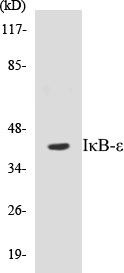 IkappaB-epsilon Colorimetric Cell-Based ELISA Kit (CBCAB00318)