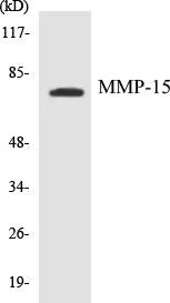 MMP-15 Colorimetric Cell-Based ELISA Kit (CBCAB00330)