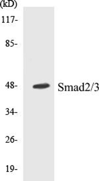 Smad2/3 Colorimetric Cell-Based ELISA Kit (CBCAB00362)