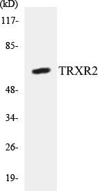 TRXR2 Colorimetric Cell-Based ELISA Kit (CBCAB00370)