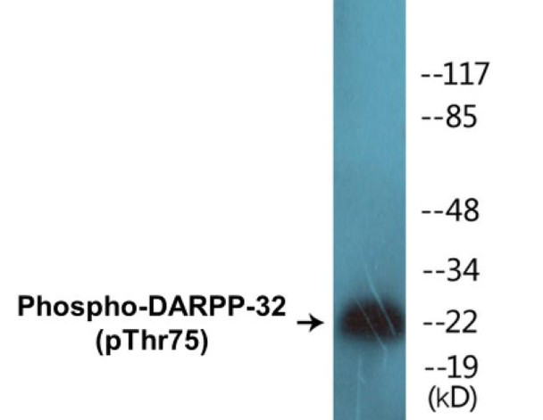 DARPP-32 (Phospho-Thr75)Colorimetric Cell-Based ELISA Kit (CBCAB00394)
