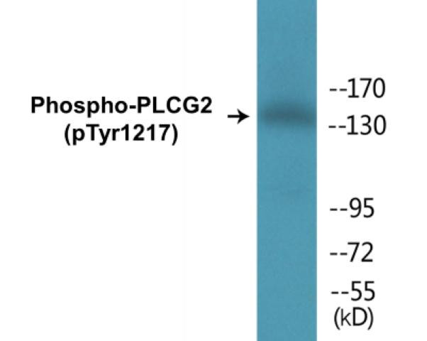 PLCG2 (Phospho-Tyr1217)Colorimetric Cell-Based ELISA Kit (CBCAB00427)