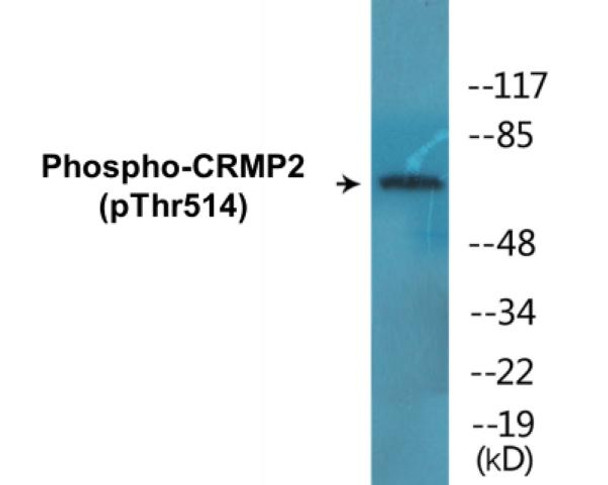 CRMP2 (Phospho-Thr514)Colorimetric Cell-Based ELISA Kit (CBCAB00454)