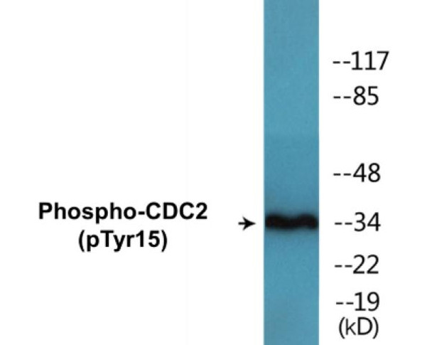 CDC2 (Phospho-Tyr15)Colorimetric Cell-Based ELISA Kit (CBCAB00461)