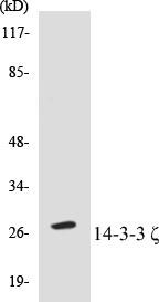 14-3-3 zeta Colorimetric Cell-Based ELISA Kit (CBCAB00505)
