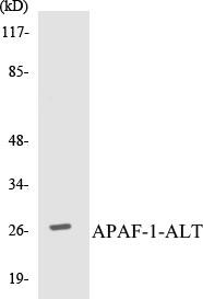 APAF-1-ALT Colorimetric Cell-Based ELISA Kit (CBCAB00529)