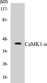 CaMK1-alpha Colorimetric Cell-Based ELISA Kit (CBCAB00558)
