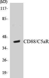 CD88/C5aR Colorimetric Cell-Based ELISA Kit (CBCAB00572)