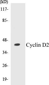 Cyclin D2 Colorimetric Cell-Based ELISA Kit (CBCAB00611)