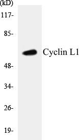 Cyclin L1 Colorimetric Cell-Based ELISA Kit (CBCAB00615)