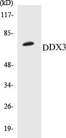 DDX3 Colorimetric Cell-Based ELISA Kit (CBCAB00622)
