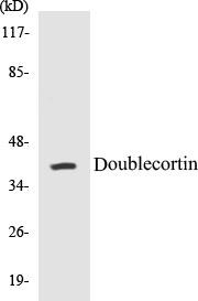 Doublecortin Colorimetric Cell-Based ELISA Kit (CBCAB00625)