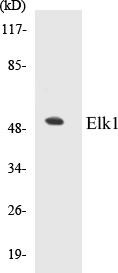 Elk1 Colorimetric Cell-Based ELISA Kit (CBCAB00635)