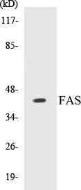 FAS Colorimetric Cell-Based ELISA Kit (CBCAB00653)