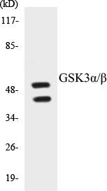 GSK3alpha/beta Colorimetric Cell-Based ELISA Kit (CBCAB00683)