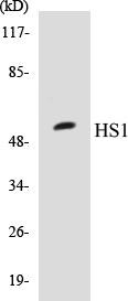 HS1 Colorimetric Cell-Based ELISA Kit (CBCAB00698)