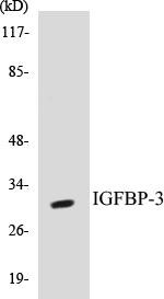 IGFBP-3 Colorimetric Cell-Based ELISA Kit (CBCAB00705)