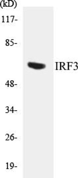 IRF3 Colorimetric Cell-Based ELISA Kit (CBCAB00718)