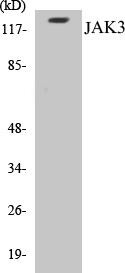 JAK3 Colorimetric Cell-Based ELISA Kit (CBCAB00720)