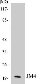 JM4 Colorimetric Cell-Based ELISA Kit (CBCAB00721)