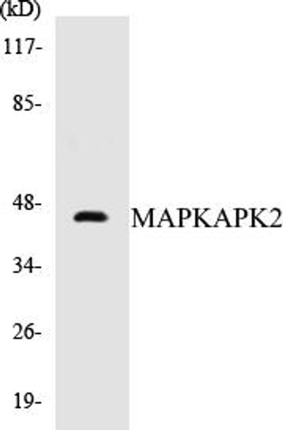 MAPKAPK2 Colorimetric Cell-Based ELISA Kit (CBCAB00743)
