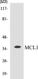 MCL1 Colorimetric Cell-Based ELISA Kit (CBCAB00747)