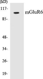 mGluR6 Colorimetric Cell-Based ELISA Kit (CBCAB00755)