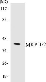 MKP-1/2 Colorimetric Cell-Based ELISA Kit (CBCAB00761)