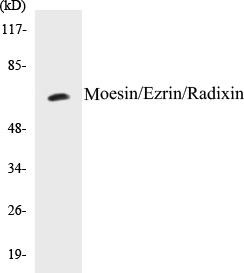 Moesin/Ezrin/Radixin Colorimetric Cell-Based ELISA Kit (CBCAB00768)