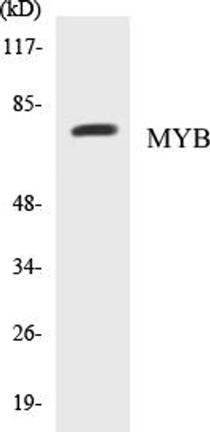 MYB Colorimetric Cell-Based ELISA Kit (CBCAB00773)
