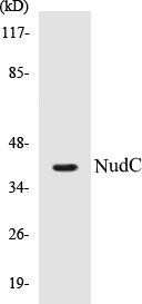 NudC Colorimetric Cell-Based ELISA Kit (CBCAB00785)