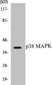 p38 MAPK Colorimetric Cell-Based ELISA Kit (CBCAB00789)