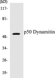 p50 Dynamitin Colorimetric Cell-Based ELISA Kit (CBCAB00791)