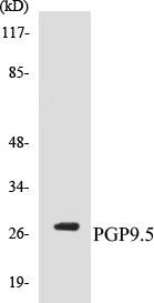 PGP9.5 Colorimetric Cell-Based ELISA Kit (CBCAB00809)