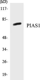 PIAS1 Colorimetric Cell-Based ELISA Kit (CBCAB00812)