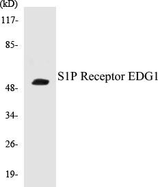 S1P Receptor EDG1 Colorimetric Cell-Based ELISA Kit (CBCAB00849)