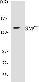 SMC1 Colorimetric Cell-Based ELISA Kit (CBCAB00860)