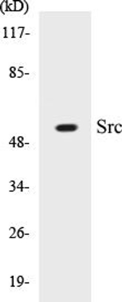 Src Colorimetric Cell-Based ELISA Kit (CBCAB00863)