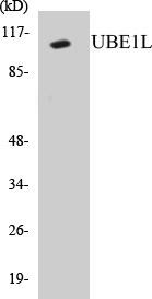 UBE1L Colorimetric Cell-Based ELISA Kit (CBCAB00896)
