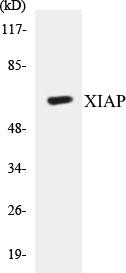 XIAP Colorimetric Cell-Based ELISA Kit (CBCAB00907)