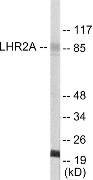LHR2A Colorimetric Cell-Based ELISA (CBCAB00921)