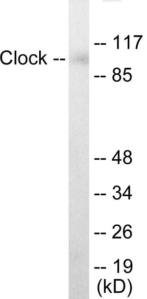Clock Colorimetric Cell-Based ELISA (CBCAB00931)